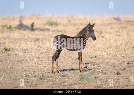 Un zébré foal rare avec des points de polka (taches) au lieu de rayures, nommé Tira d'après le guide qui l'a vu pour la première fois. Banque D'Images