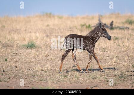 Un zébré foal rare avec des points de polka (taches) au lieu de rayures, nommé Tira d'après le guide qui l'a vu pour la première fois. Banque D'Images