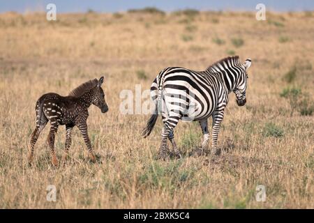 Un zébré foal rare avec des points de polka (taches) au lieu de rayures, nommé Tira d'après le guide qui l'a vu pour la première fois, avec sa mère. Banque D'Images