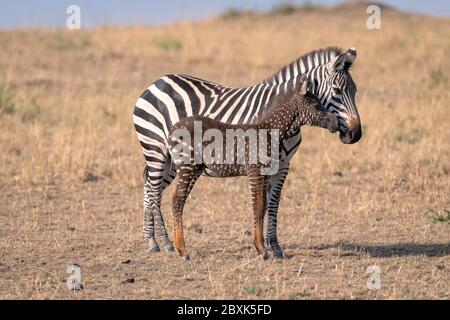 Un zébré foal rare avec des points de polka (taches) au lieu de rayures, nommé Tira d'après le guide qui l'a vu pour la première fois, avec sa mère. Banque D'Images