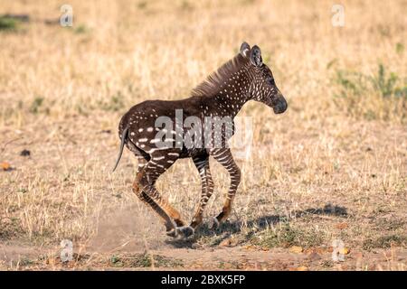 Un zébré foal rare avec des points de polka (taches) au lieu de rayures, nommé Tira d'après le guide qui l'a vu courir. Banque D'Images