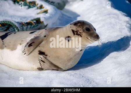 Un grand phoque du Groenland repose sur un lit de neige blanc frais qui regarde directement devant vous. L'animal a une fourrure gris foncé sur son dos et le ventre est de couleur claire. Banque D'Images