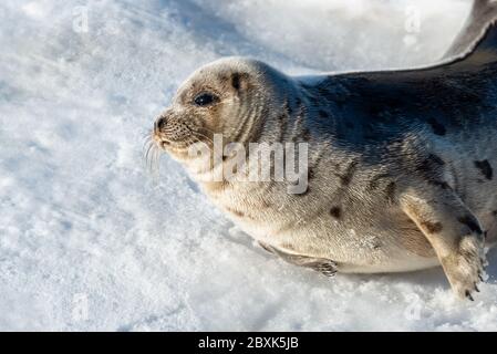 Un grand phoque du Groenland repose sur un lit de neige blanc frais qui regarde directement devant vous. L'animal a une fourrure gris foncé sur son dos et le ventre est de couleur claire. Banque D'Images