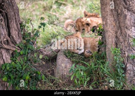 Adorable jeune lion cub dormant entre deux arbres, avec des petits supplémentaires en arrière-plan. Photo prise dans la réserve nationale de Maasai Mara, Kenya. Banque D'Images