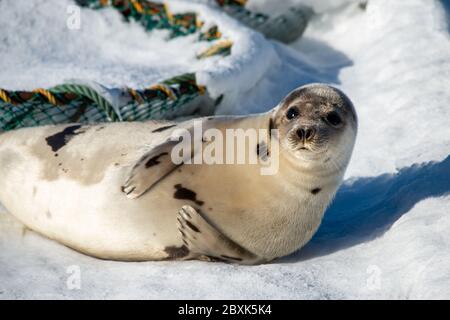 Un grand phoque du Groenland repose sur un lit de neige blanc frais qui regarde directement devant vous. L'animal a une fourrure gris foncé sur son dos et le ventre est de couleur claire. Banque D'Images