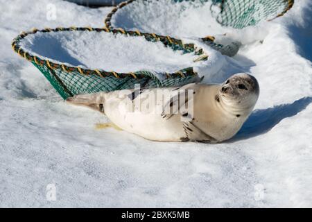 Un grand phoque du Groenland repose sur un lit de neige blanc frais qui regarde directement devant vous. L'animal a une fourrure gris foncé sur son dos et le ventre est de couleur claire. Banque D'Images