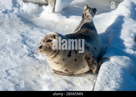 Un grand phoque du Groenland repose sur un lit de neige blanc frais qui regarde directement devant vous. L'animal a une fourrure gris foncé sur son dos et le ventre est de couleur claire. Banque D'Images