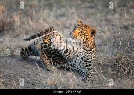 Un cub léopard (environ six mois) s'amuse en jouant avec sa queue. Photo prise à Masai Mara, Kenya. Banque D'Images