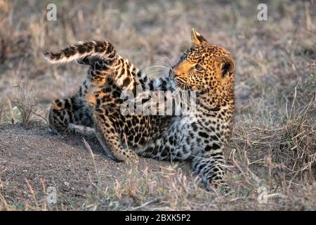 Un cub léopard (environ six mois) s'amuse en jouant avec sa queue. Photo prise à Masai Mara, Kenya. Banque D'Images