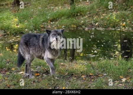 Un loup de la Colombie-Britannique, qui s'éprenne et qui s'enferme dans ses dents alors qu'il marche devant un étang avec des feuilles d'automne sur le sol. Banque D'Images