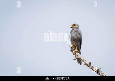 Kestrel gris perché sur un membre d'arbre contre un ciel bleu. Photo prise dans le Maasai Mara, Kenya. Banque D'Images