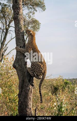 Grand léopard femelle nommé Lorian grimpant un arbre. Photo prise dans le Maasai Mara, Kenya. Banque D'Images