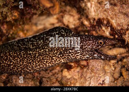 Une anguille moray à pois qui pend sur le récif de Bonaire, aux Pays-Bas. Banque D'Images