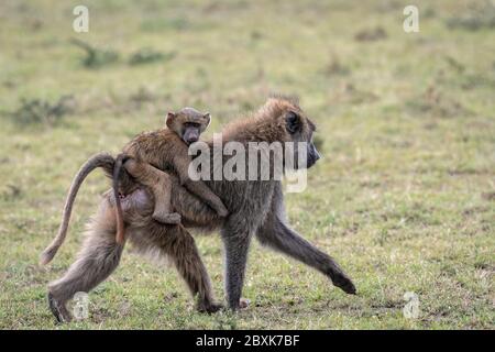 Bébé babouin à cheval sur le dos de sa mère, regardant directement la caméra. Photo prise à Masai Mara, Kenya. Banque D'Images