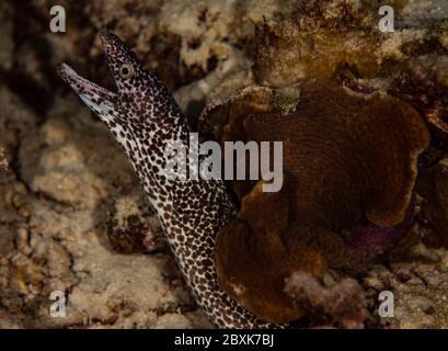 Une anguille moray à pois qui pend sur le récif de Bonaire, aux Pays-Bas. Banque D'Images