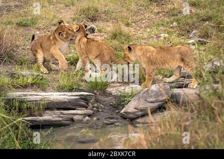 Trois petits lions jouant comme ils traversent quelques rochers sur un ruisseau. Le premier cub a le visage d'un cub avec sa patte, tandis qu'un autre tient une queue. Banque D'Images