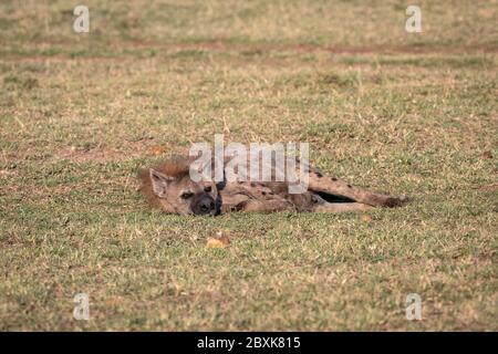 Gros plan d'une hyène adulte dans l'herbe. Photo prise dans le Maasai Mara, Kenya. Banque D'Images