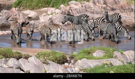 Magnifique troupeau de zébrures buvant dans une piscine d'eau de la rivière Sand, Maasai Mara, Kenya. Banque D'Images
