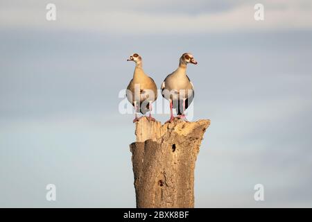 Paire d'Oies égyptiennes debout sur le sommet d'un arbre mort contre un ciel nuageux. Photo prise dans le Maasai Mara, Kenya. Banque D'Images