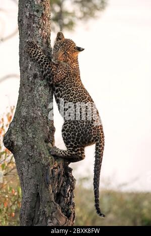 Un jeune léopard (environ 6 mois) escalade un arbre, regardant attentivement la caméra. Photo prise dans le Maasai Mara, Kenya. Banque D'Images