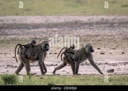 Deux babouins de mère, chacun avec des bébés sur le dos. Photo prise dans le Maasai Mara, Kenya. Banque D'Images