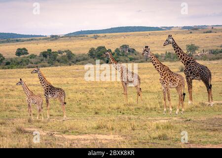 Une famille de girafes de cinq membres, dont de jeunes veaux debout sur la savane. Banque D'Images