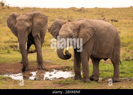 Deux éléphants à un trou d'eau. Un éléphant tente de nettoyer son tronc avec son tusk. Photo prise dans le Maasai Mara, Kenya. Banque D'Images