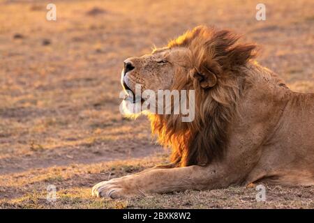 Lion mâle avec la bouche ouverte, appelant au reste de la fierté, rétroéclairé par le soleil. Photo prise dans la réserve nationale de Maasai Mara, Kenya. Banque D'Images