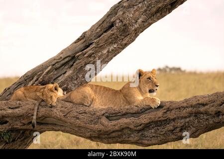 Un petit lion cub dort tandis que son frère aîné tient garde sur la branche d'un arbre tombé. Photo prise dans la réserve nationale de Maasai Mara, Kenya. Banque D'Images