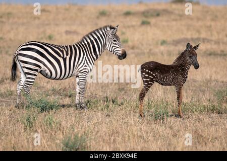 Un zébré foal rare avec des points de polka (taches) au lieu de rayures, nommé Tira d'après le guide qui l'a vu pour la première fois, avec sa mère. Banque D'Images