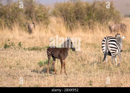 Un zébré foal rare avec des points de polka (taches) au lieu de rayures, nommé Tira d'après le guide qui l'a vu pour la première fois, avec sa mère. Banque D'Images