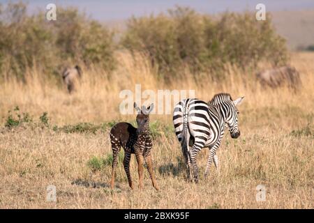 Un zébré foal rare avec des points de polka (taches) au lieu de rayures, nommé Tira d'après le guide qui l'a vu pour la première fois, avec sa mère. Banque D'Images