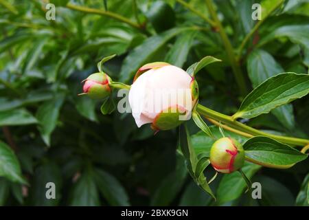 Trois bourgeons de pivoine blancs, dont l'un est sur le point de s'ouvrir, sur fond de feuillage vert, dans un jardin Glebe, Ottawa (Ontario), Canada. Banque D'Images