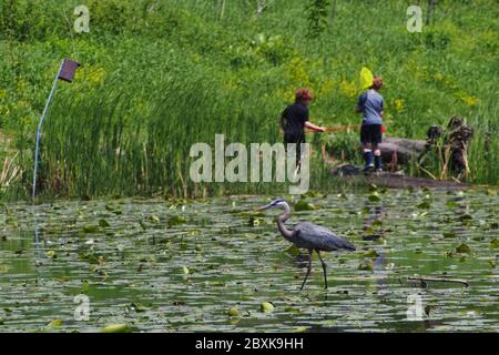 Un grand héron bleu (Ardea herodias) perce le nénuphars des eaux parsemées de l'étang local tandis que deux garçons chassent des grenouilles avec des filets. Ottawa, Ontario, Canada. Banque D'Images