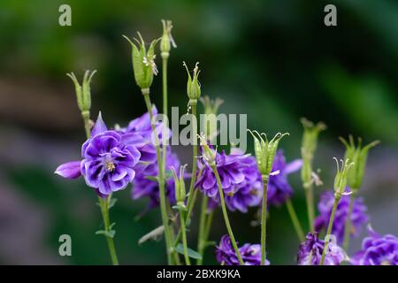 Fleurs violettes fantasques d'une colombine commune (Aquilegia vulgaris) dans un jardin Glebe, Ottawa (Ontario), Canada. Banque D'Images