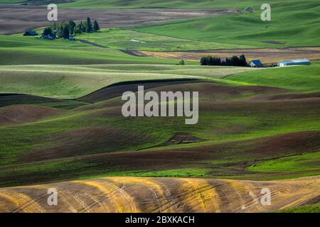 Les fermes ponctuent les collines vallonnées des terres agricoles de la région de Palouse, dans l'État de Washington. Certains champs sont plantés, d'autres sont en jachère. Banque D'Images