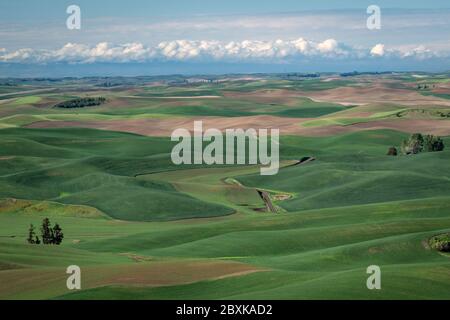 Les fermes ponctuent les collines vallonnées des terres agricoles de la région de Palouse, dans l'État de Washington. Certains champs sont plantés, d'autres sont en jachère. Banque D'Images