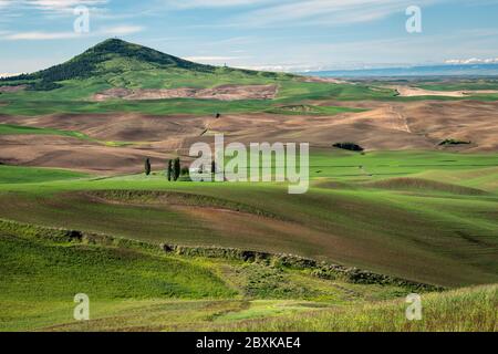 Les fermes ponctuent les collines vallonnées des terres agricoles de la région de Palouse, dans l'État de Washington. Certains champs sont plantés, d'autres sont en jachère. Banque D'Images