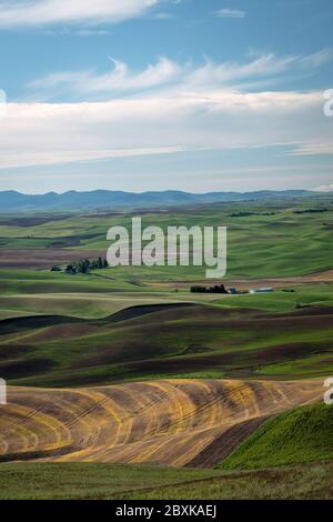 Les fermes ponctuent les collines vallonnées des terres agricoles de la région de Palouse, dans l'État de Washington. Certains champs sont plantés, d'autres sont en jachère. Banque D'Images