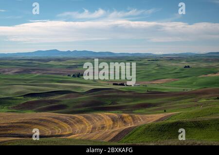 Les fermes ponctuent les collines vallonnées des terres agricoles de la région de Palouse, dans l'État de Washington. Certains champs sont plantés, d'autres sont en jachère. Banque D'Images