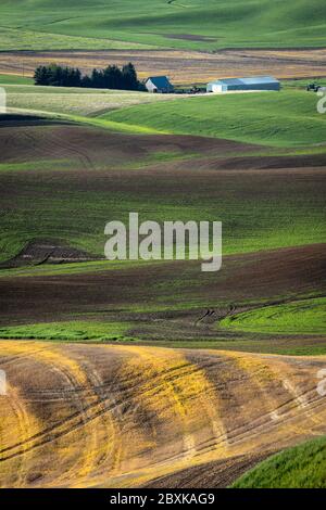 Les fermes ponctuent les collines vallonnées des terres agricoles de la région de Palouse, dans l'État de Washington. Certains champs sont plantés, d'autres sont en jachère. Banque D'Images