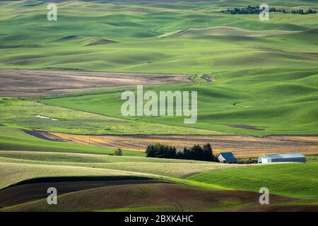 Les fermes ponctuent les collines vallonnées des terres agricoles de la région de Palouse, dans l'État de Washington. Certains champs sont plantés, d'autres sont en jachère. Banque D'Images