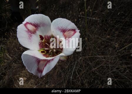 Calochortus venustus, le papillon mariposa Lily est une fleur étonnante qui ne peut être trouvée en croissance qu'en Californie. Banque D'Images