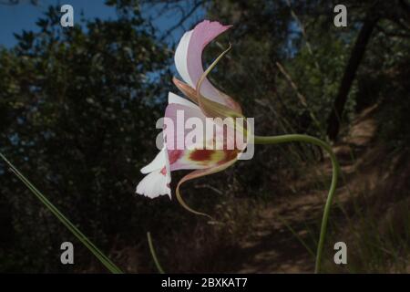 Calochortus venustus, le papillon mariposa Lily est une fleur étonnante qui ne peut être trouvée en croissance qu'en Californie. Banque D'Images