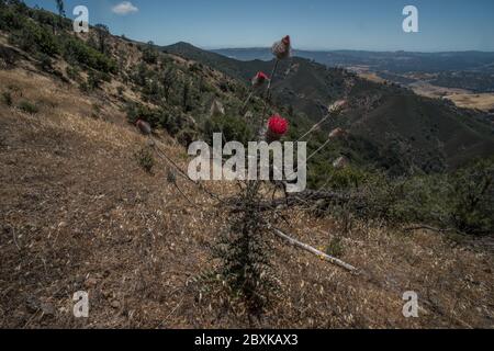 Le chardon à feuilles cobby (Cirsium occidentale) une espèce indigène de la côte ouest pousse sauvage le long des pentes du parc national du Mont Diablo en Californie. Banque D'Images