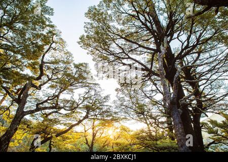 Canterbury Nouvelle-Zélande, Sunset Beech Forest. NZ Forest Trees Landscape, Nouvelle-Zélande Banque D'Images