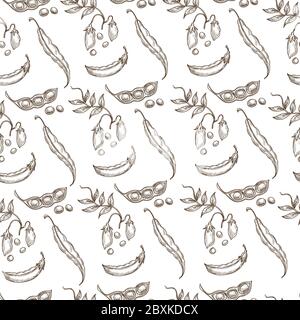 Gousse de pois doux, plante en croissance avec feuilles sans couture Illustration de Vecteur