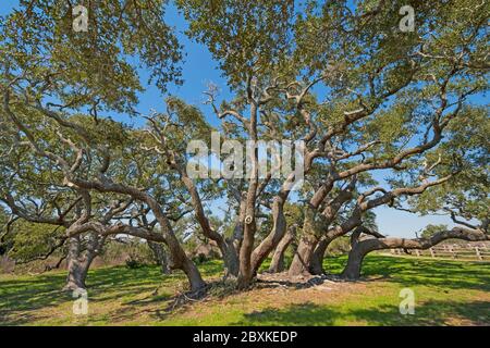 Grand cluster Live Oak sur la côte dans le parc national de Goose Island au Texas Banque D'Images