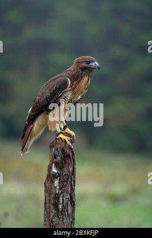 Buse à queue rouge en profil, assise sur une souche d'arbre dans un champ. Banque D'Images