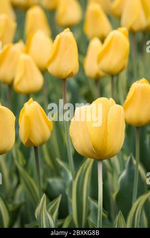 Lit de fleurs plein de tulipes jaunes couvertes de rosée Banque D'Images